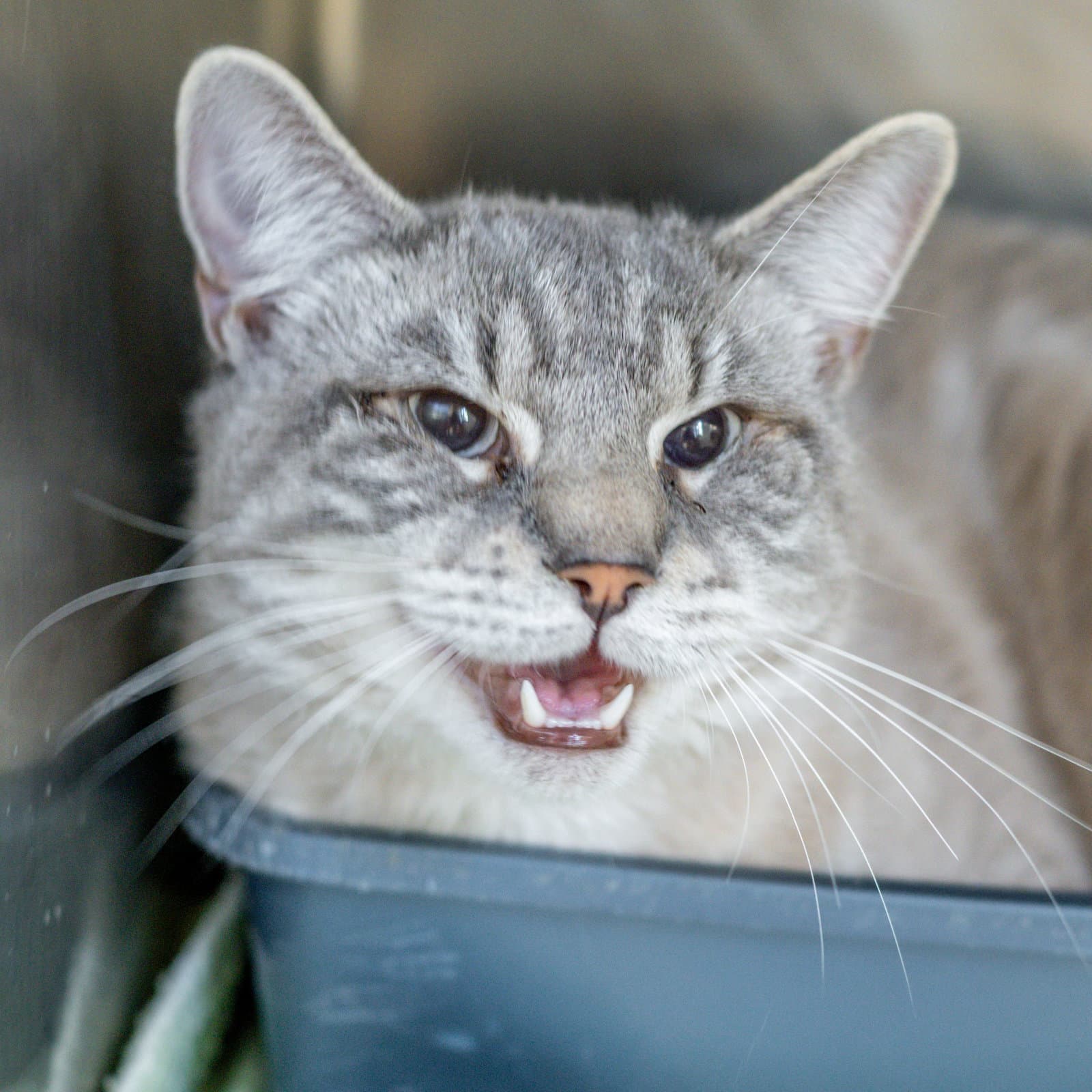 Ghost - Domestic Short Hair