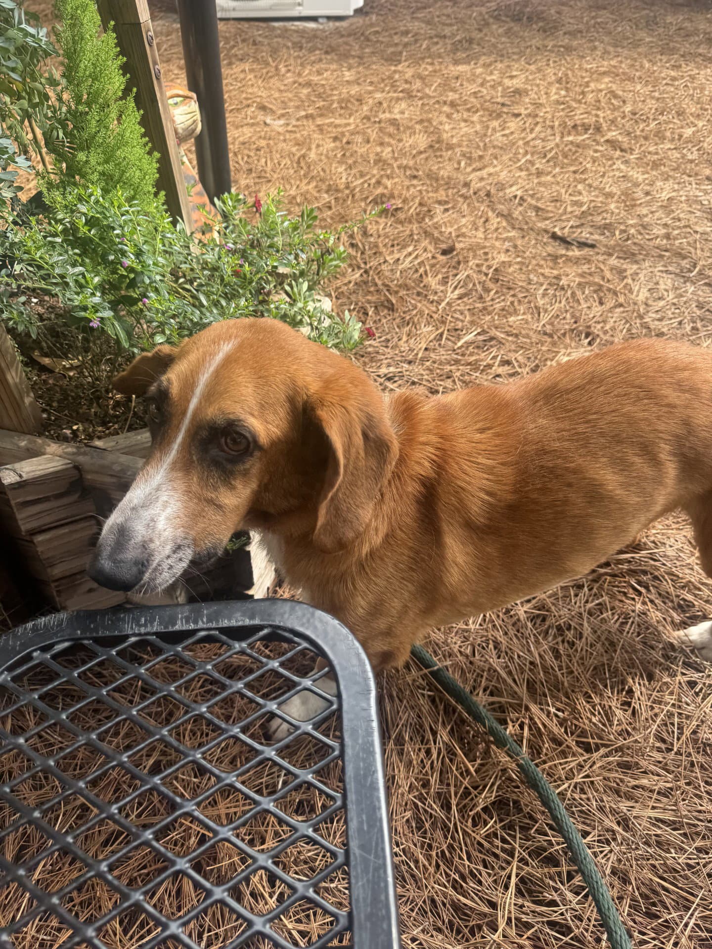 Kai - Basset Hound