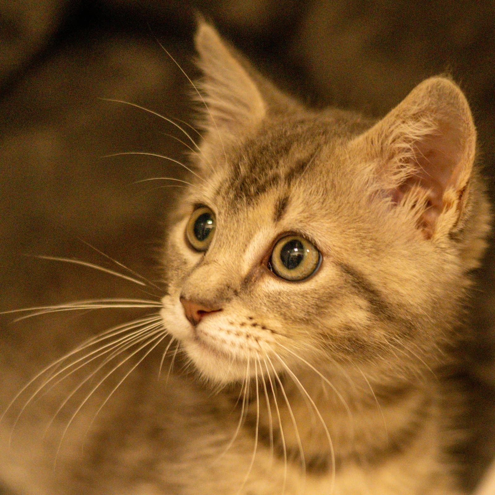 Chip - Domestic Short Hair