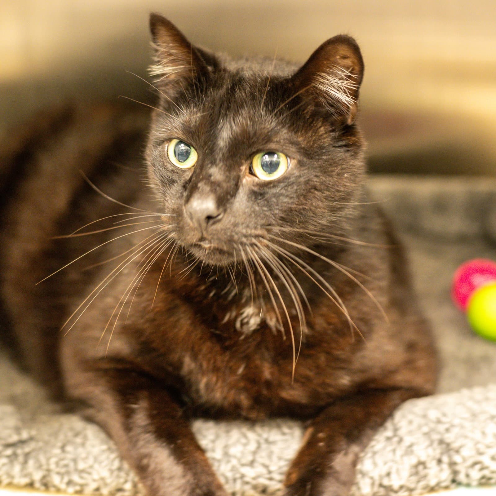 Bullard - Domestic Short Hair