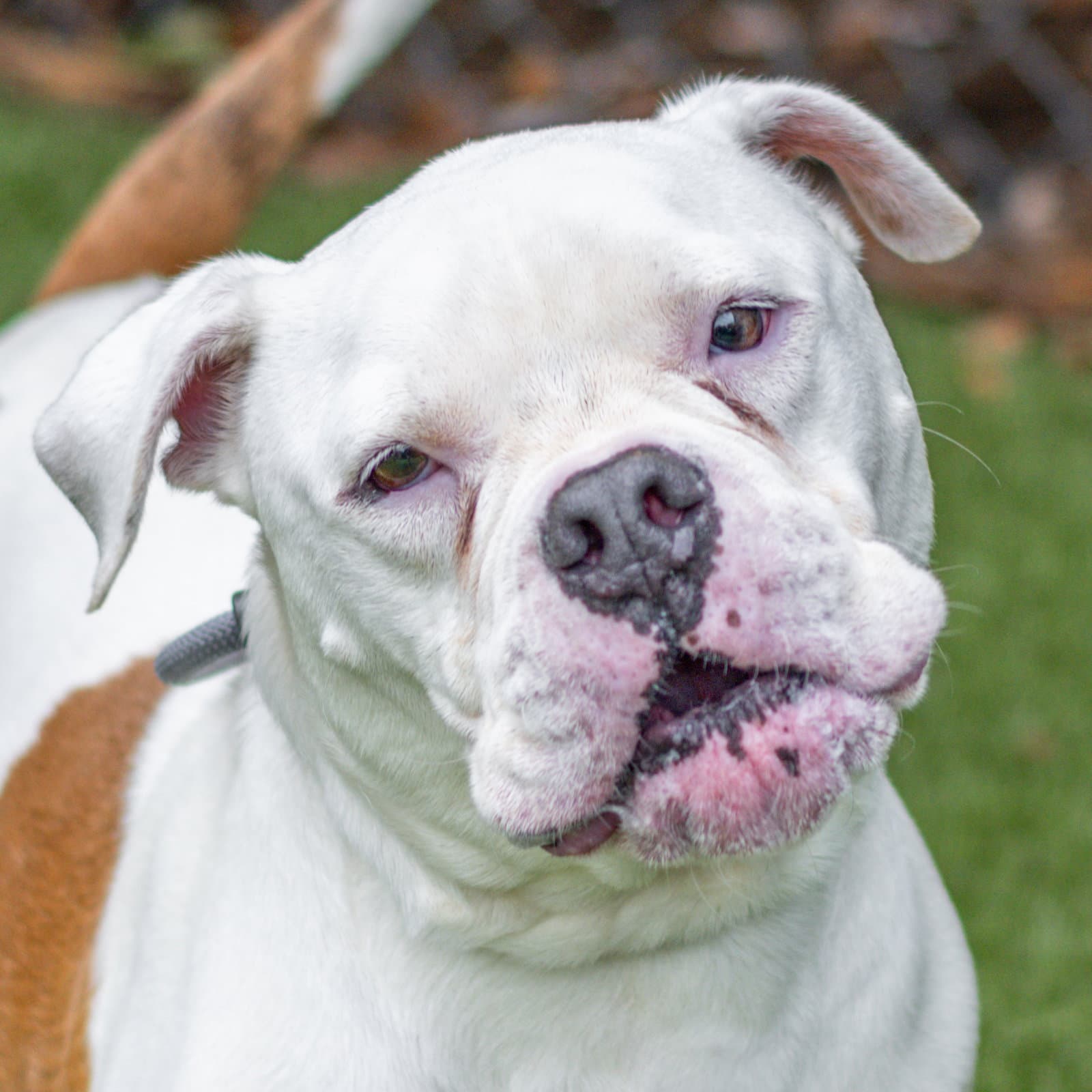 Chase - Bulldog