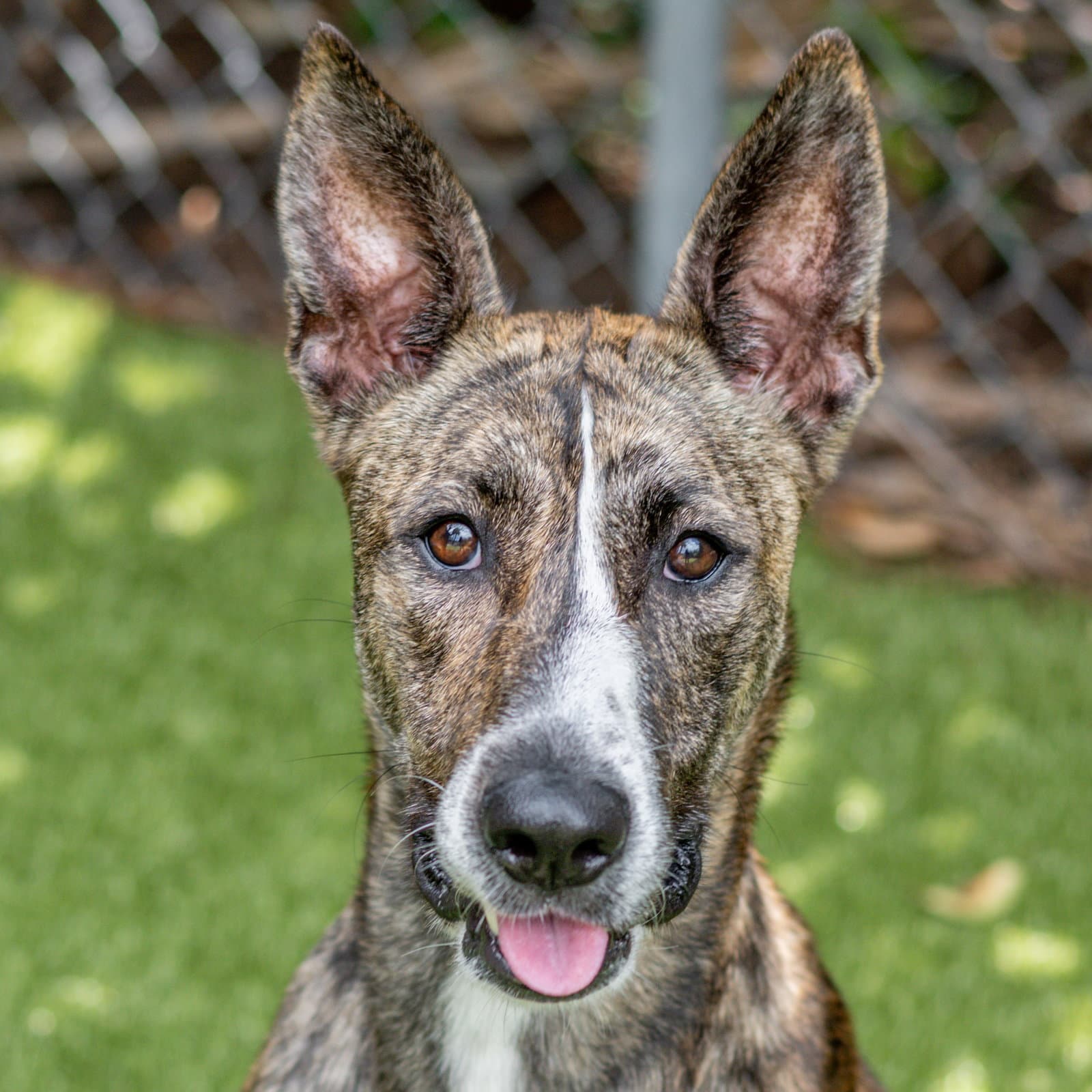 Holly - Dutch Shepherd