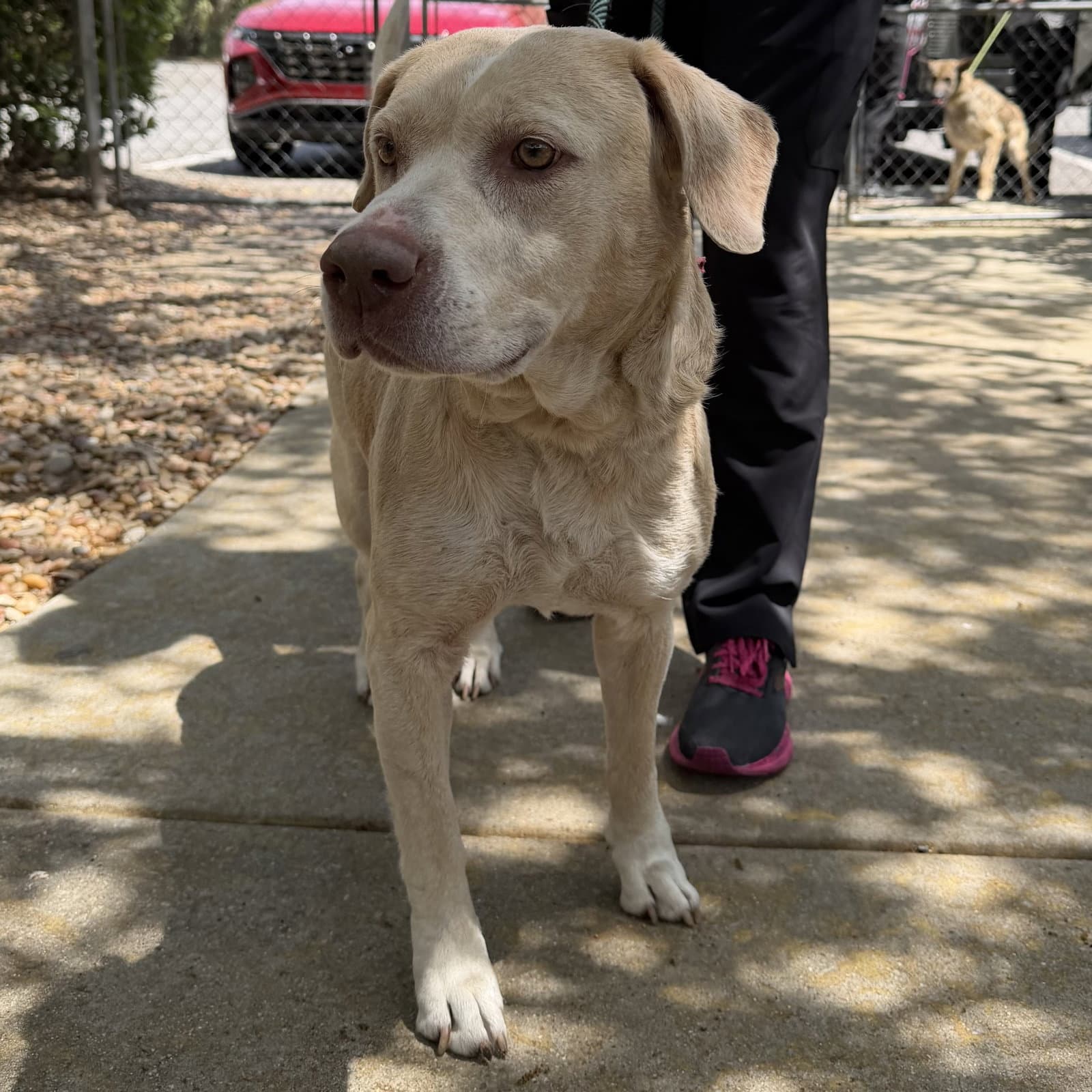 Burke - Labrador Retriever