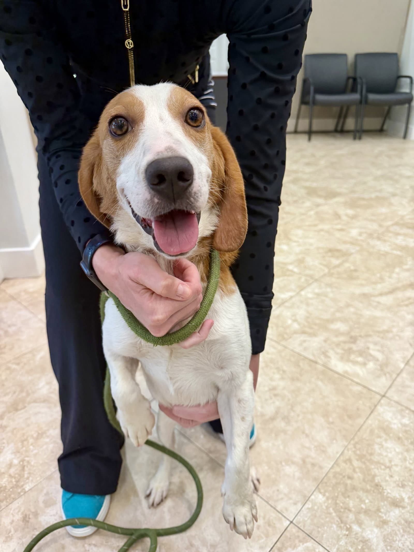 Wyatt - Beagle