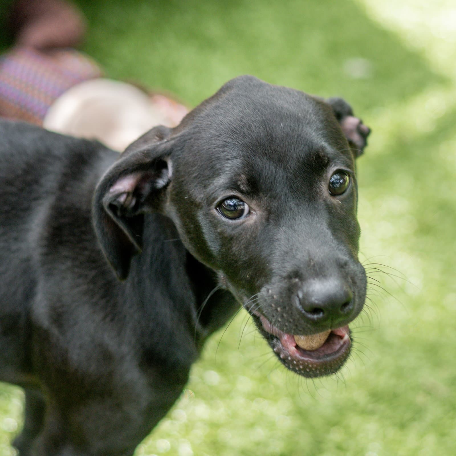 Graham - Labrador Retriever