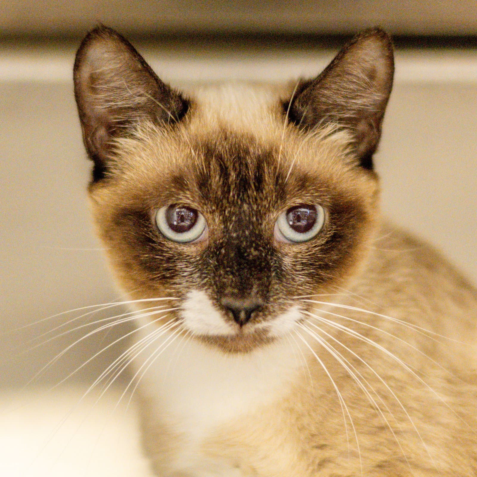 Latte - Siamese