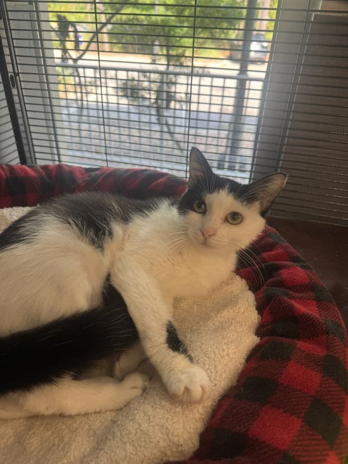 Strudel - Domestic Short Hair