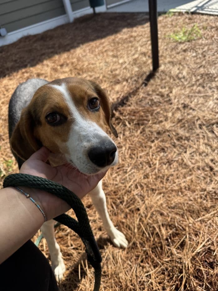 Ember - Hound