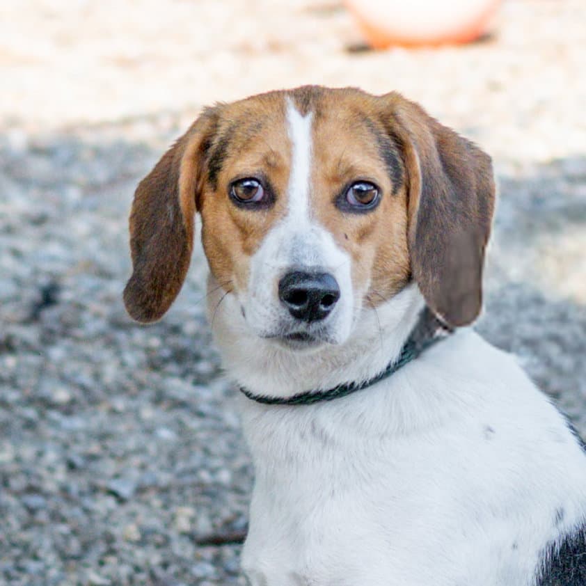 Ember - Hound