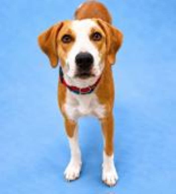 Knox - Hound