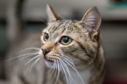 Cece image 2
