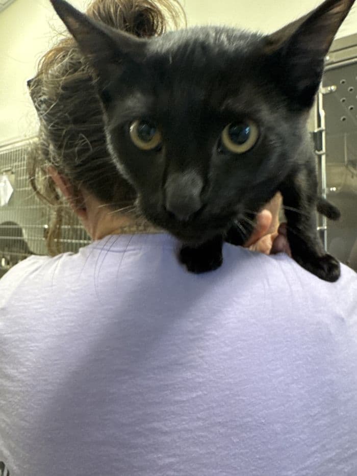 Rupert - Domestic Short Hair