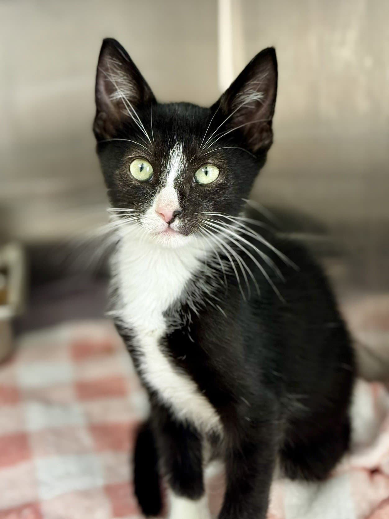 Ross - Domestic Short Hair