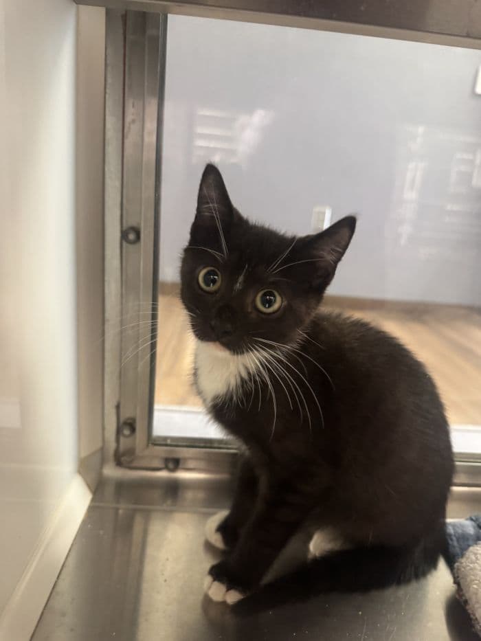 Patches - Domestic Short Hair