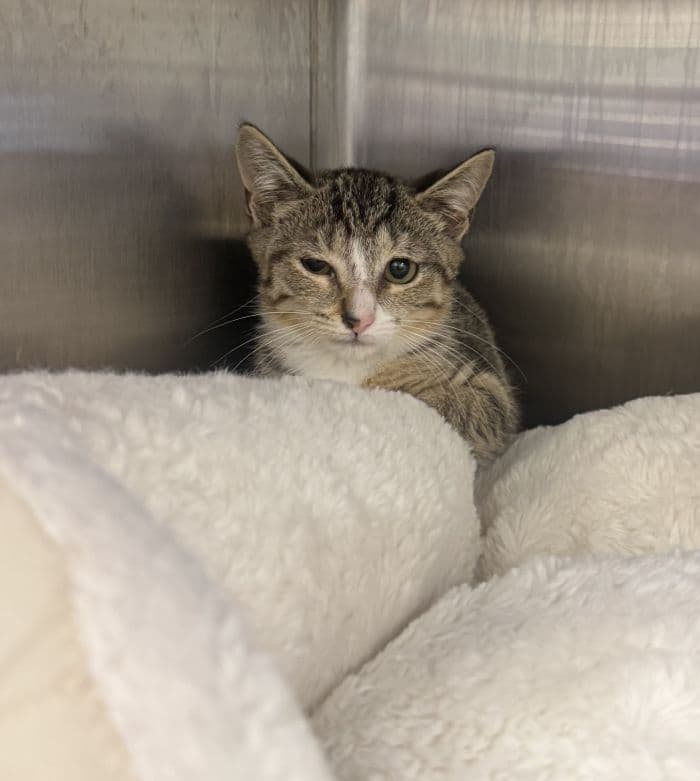 Baileigh - Domestic Short Hair