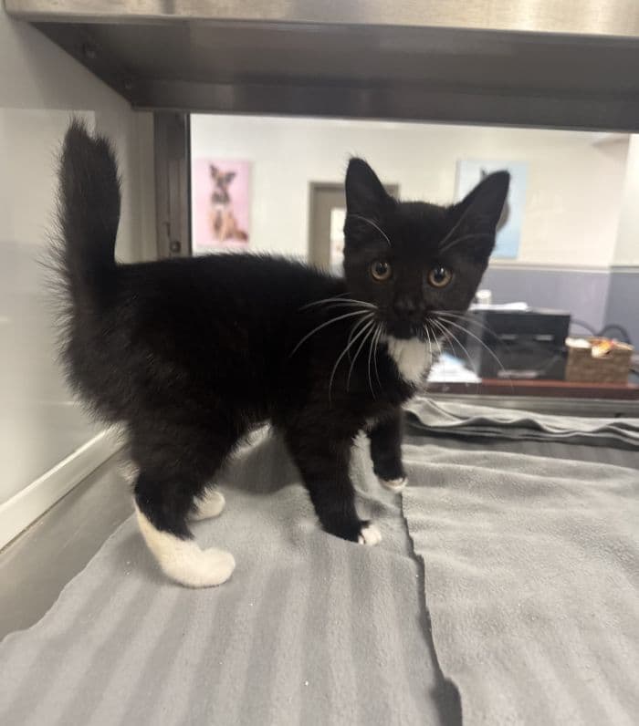 Nubby - Domestic Short Hair