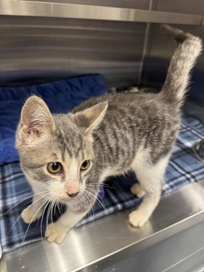 Rainey - Domestic Short Hair