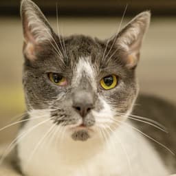 Georgie image 1