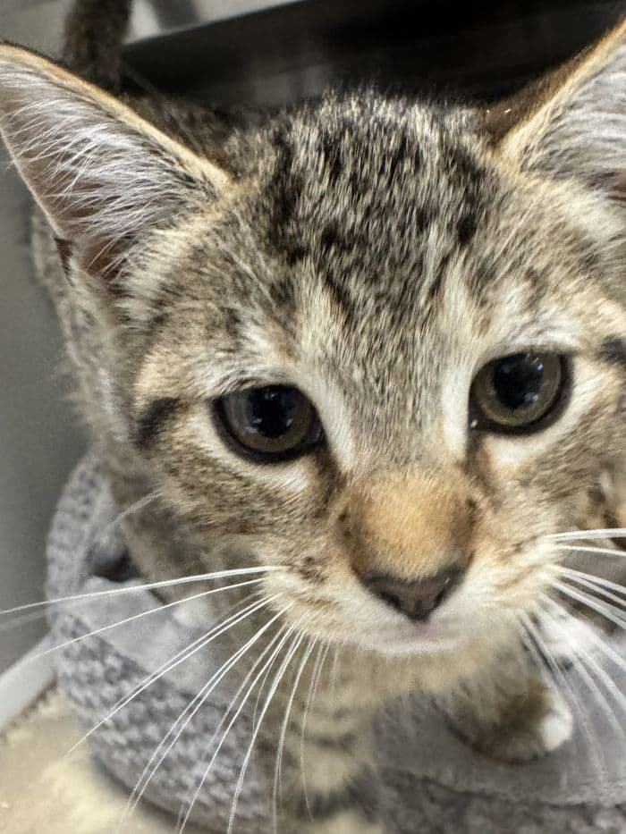 Betsy - Domestic Short Hair