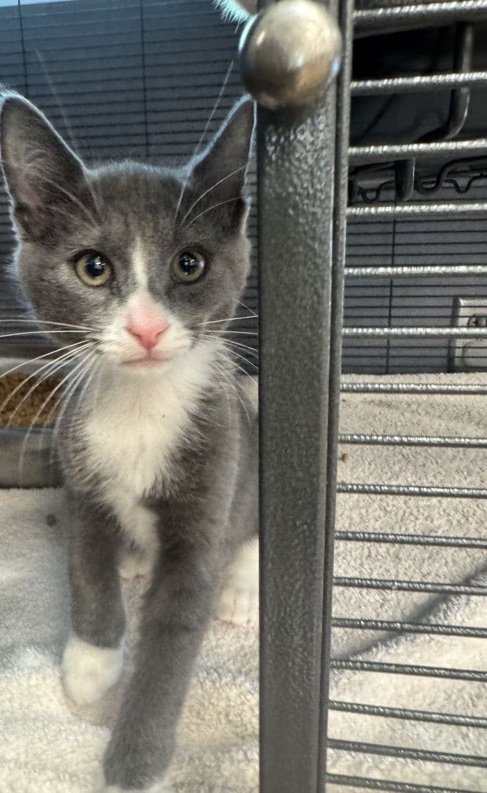 Gaston - Domestic Short Hair