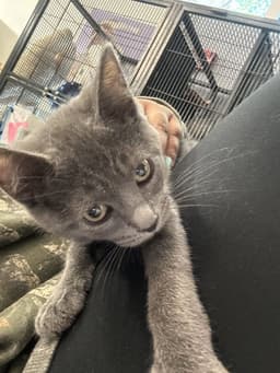 Yzma image 1