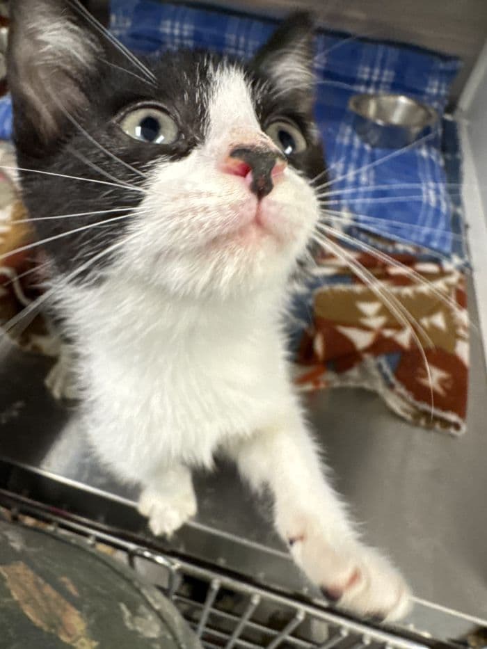 Pip - Domestic Short Hair