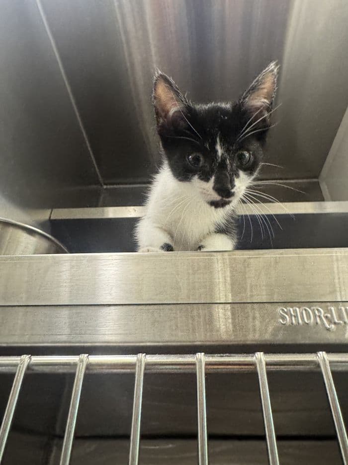 Gulliver - Domestic Short Hair