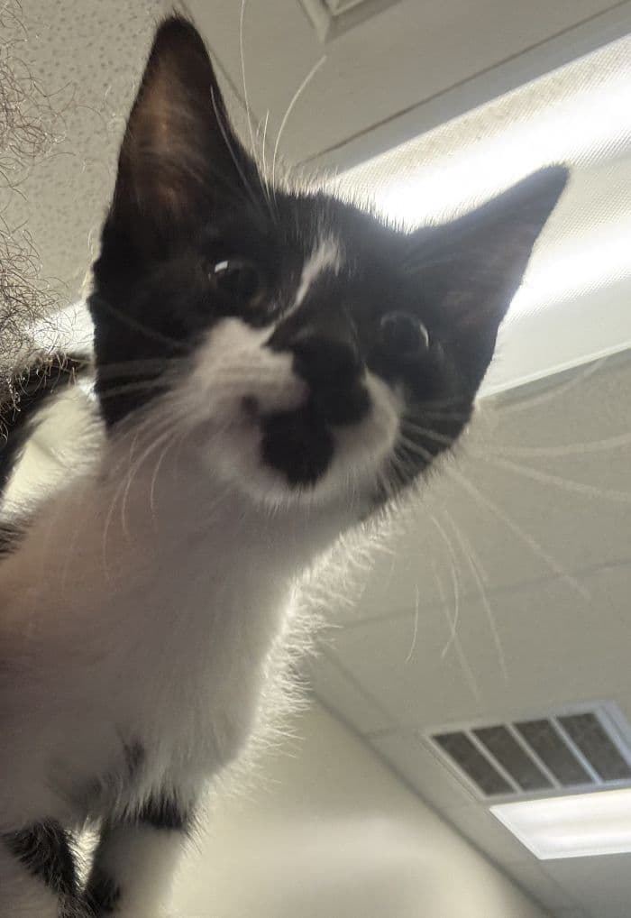 Alice - Domestic Short Hair