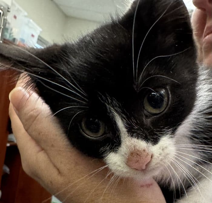 Sawyer - Domestic Short Hair
