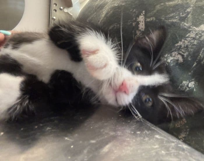 Ink - Domestic Short Hair