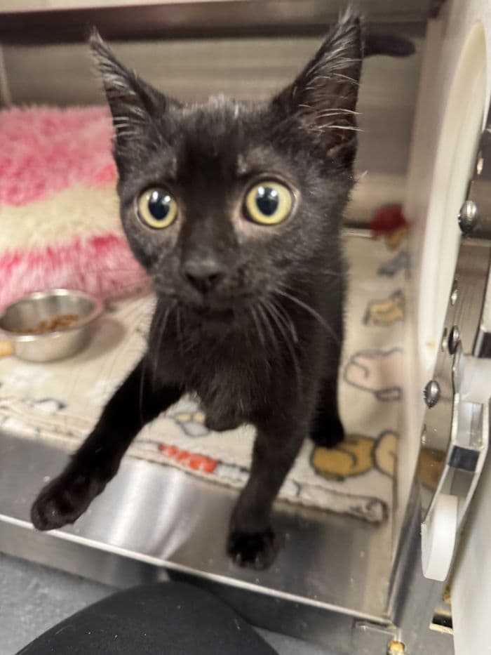 Jumper - Domestic Short Hair