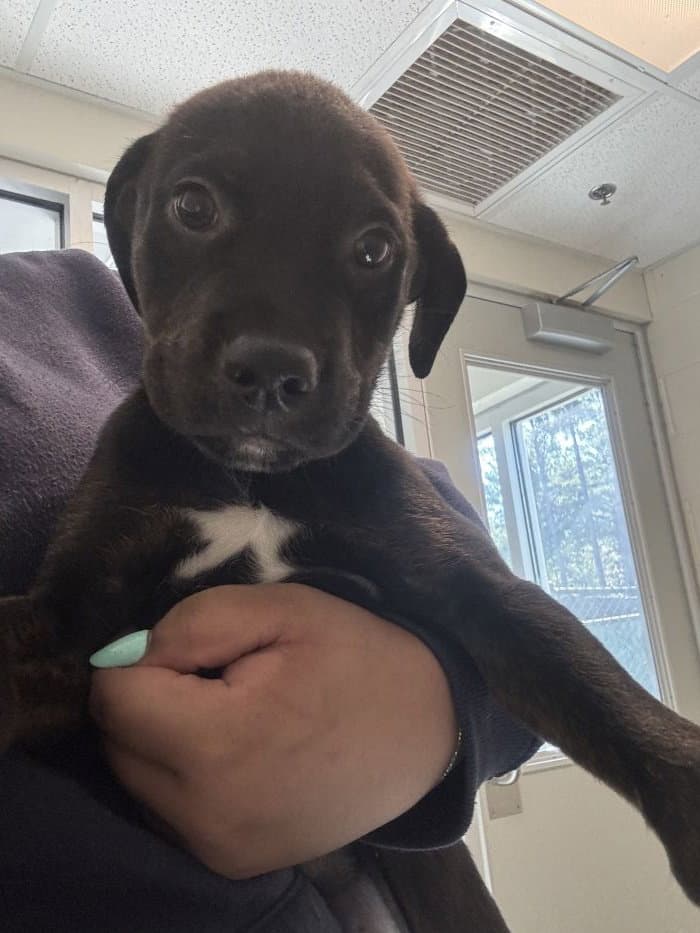 Warren - Labrador Retriever