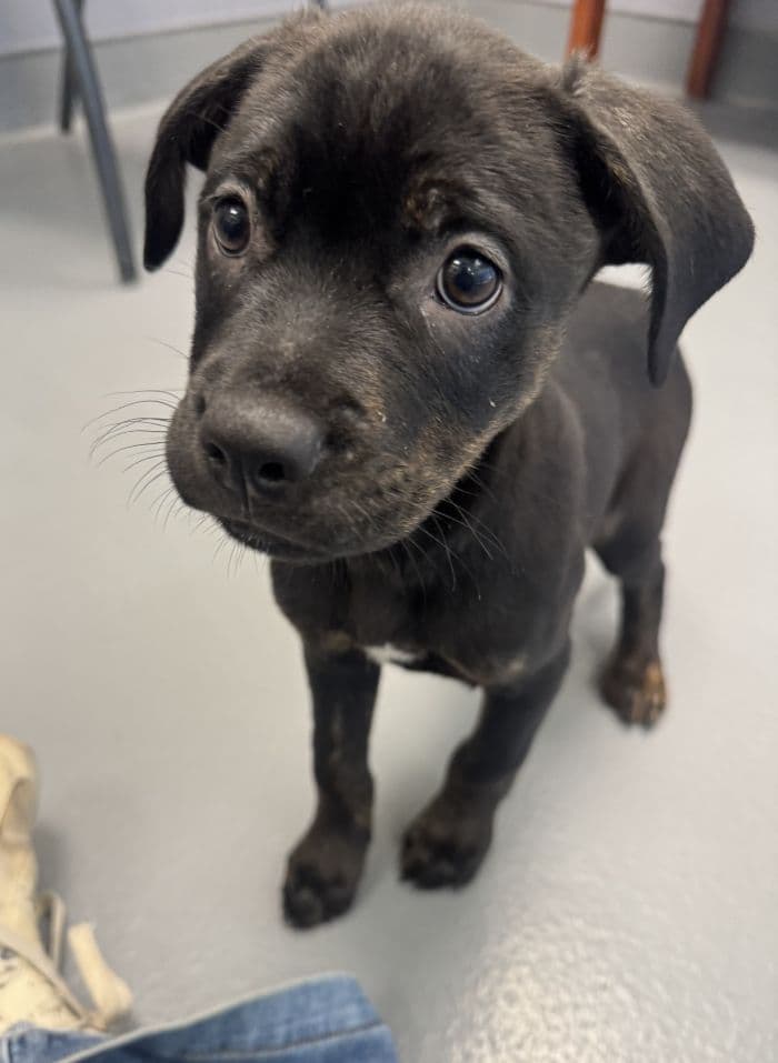Rosemary - Labrador Retriever