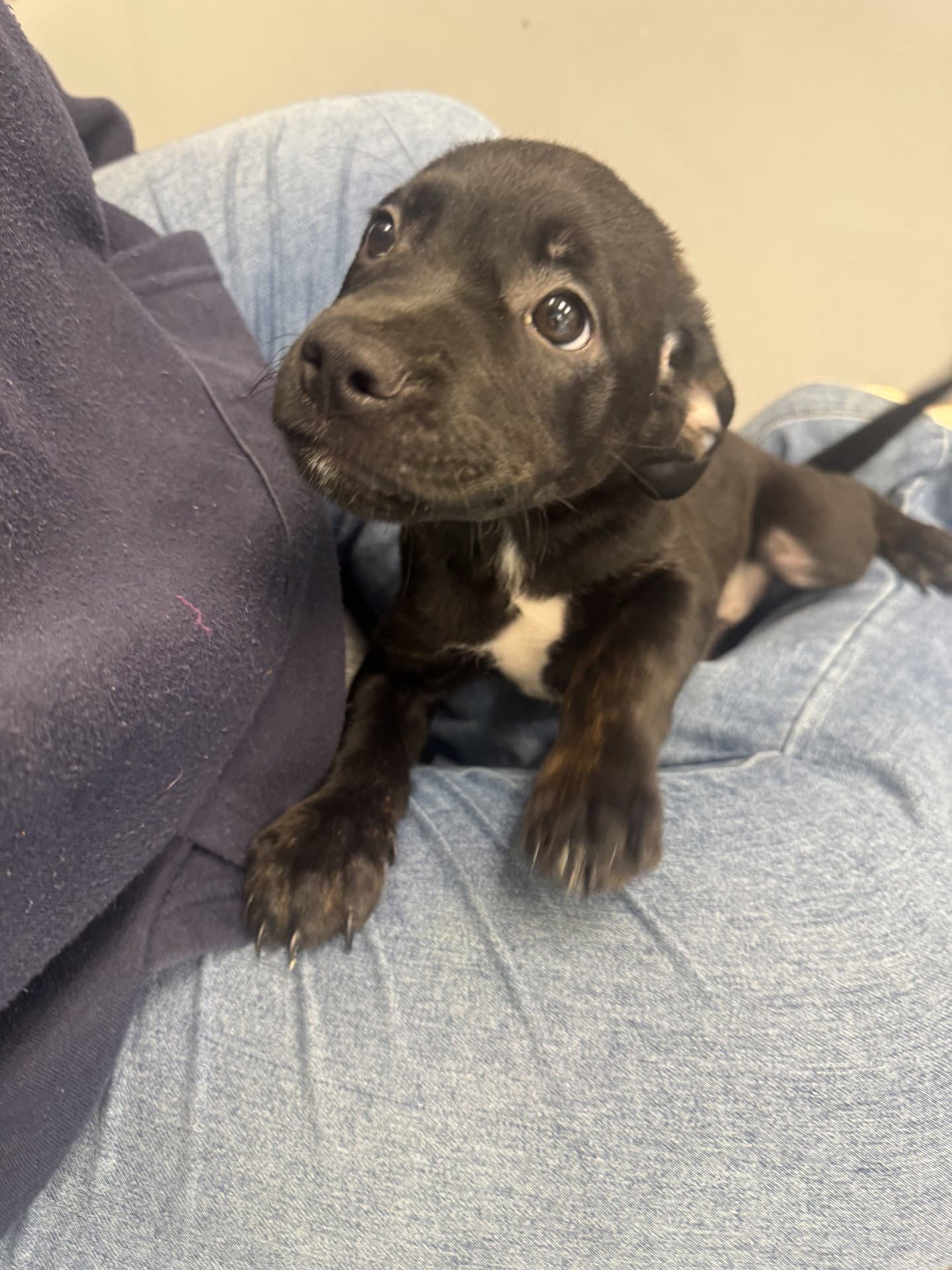 Ruth - Labrador Retriever