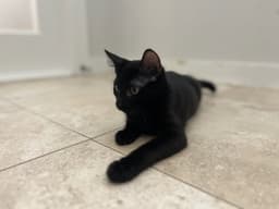 Twix image 1