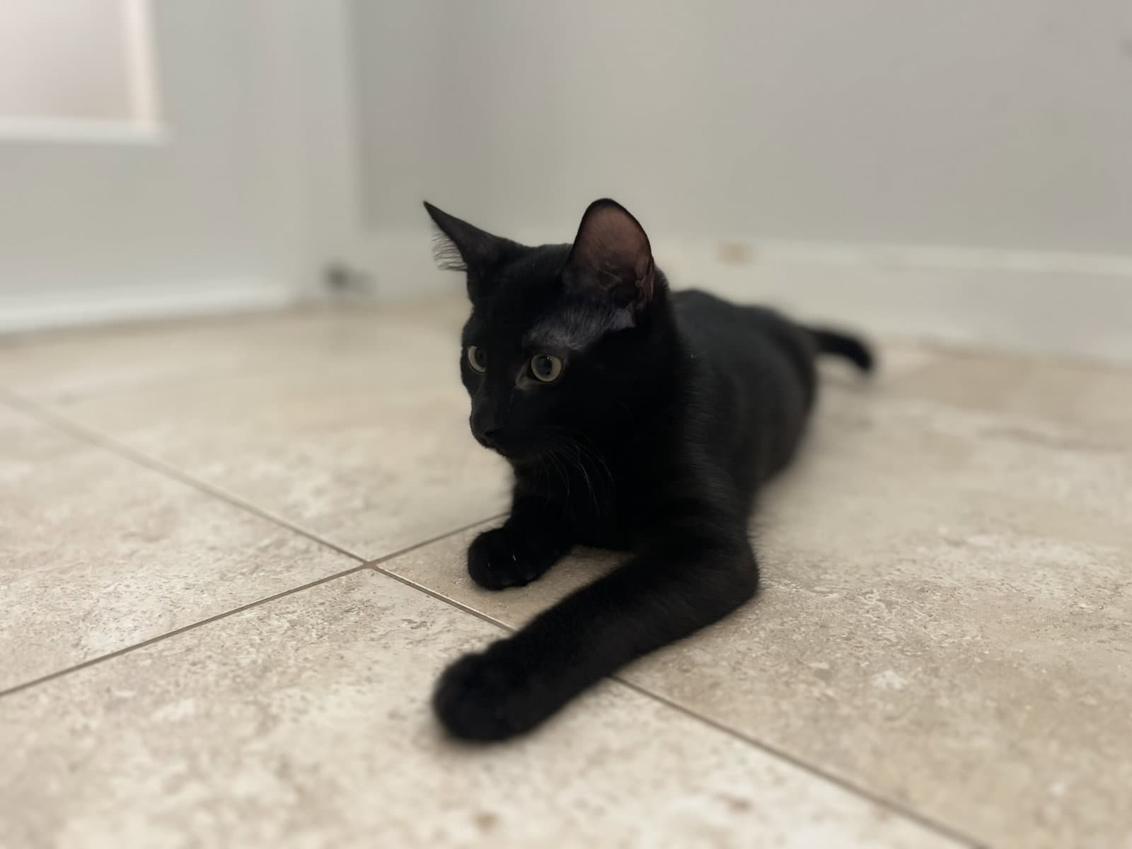 Twix - Domestic Short Hair