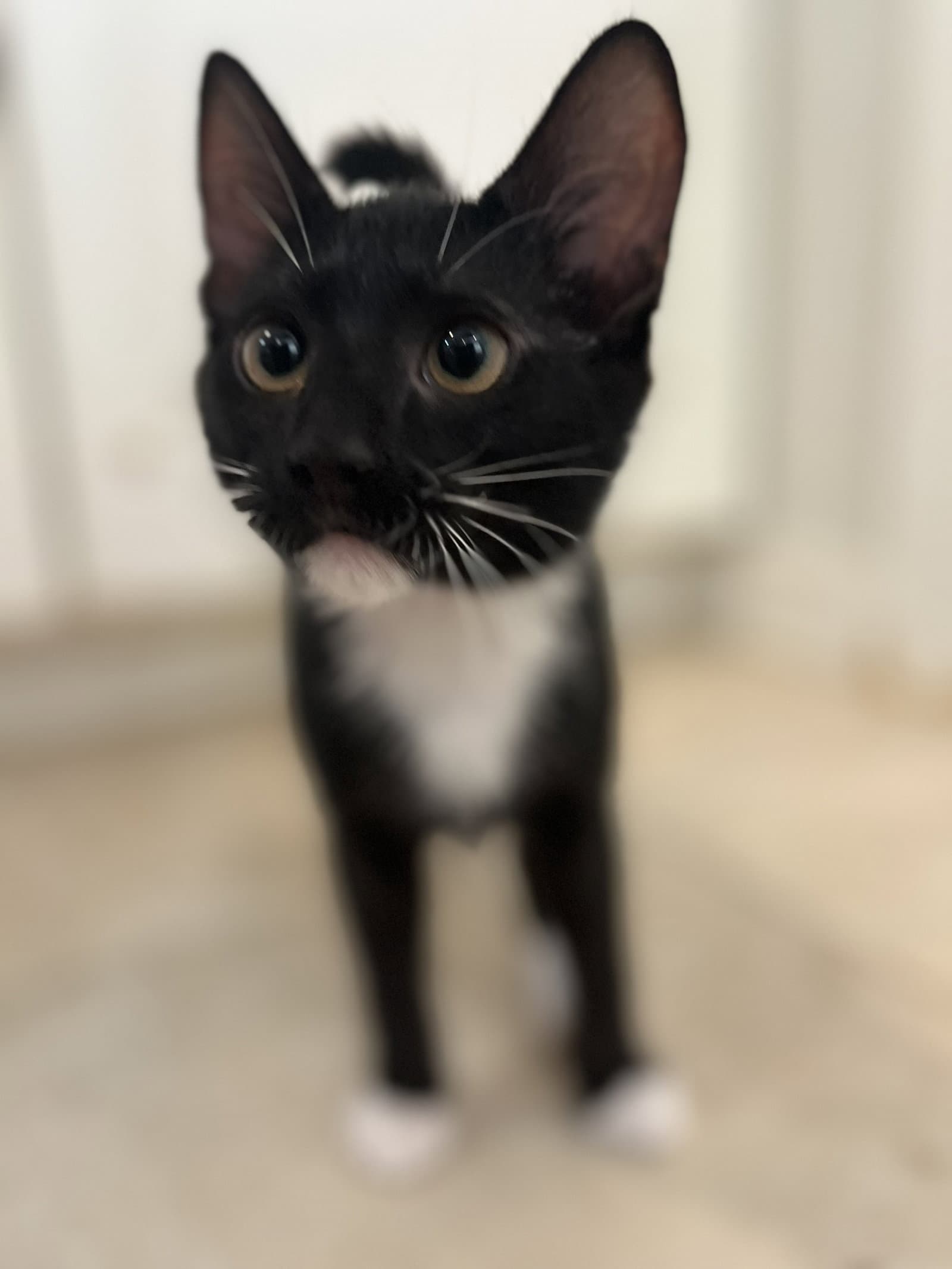 Sour Patch - Domestic Short Hair