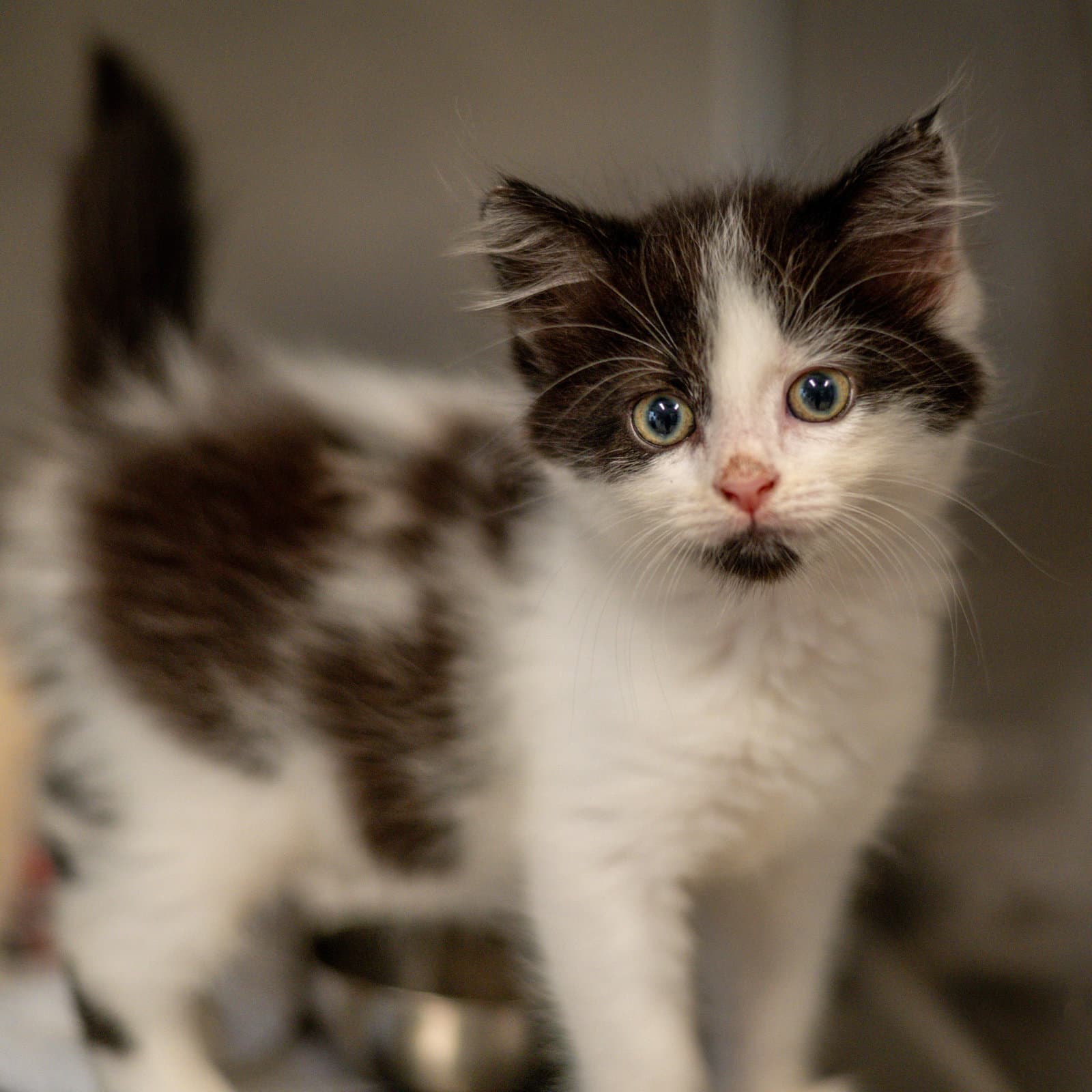 Angelica - Domestic Medium Hair