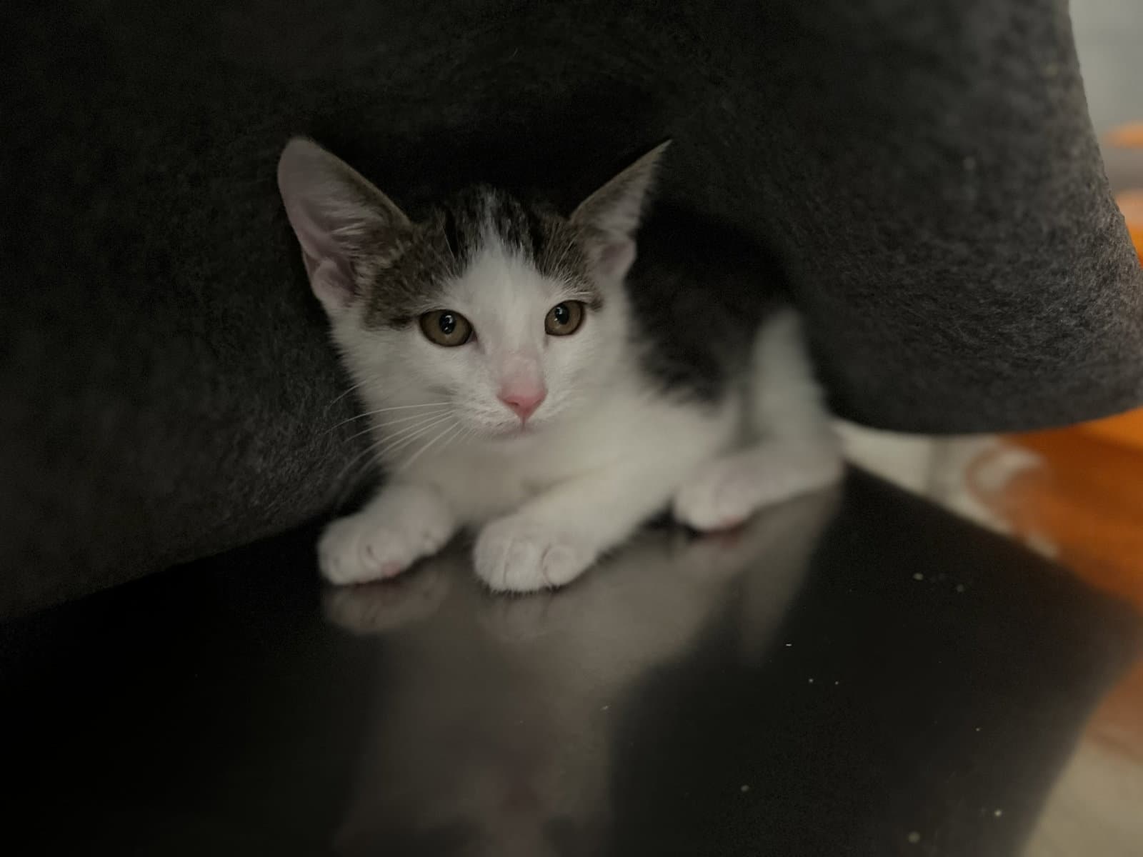 Bill - Domestic Short Hair