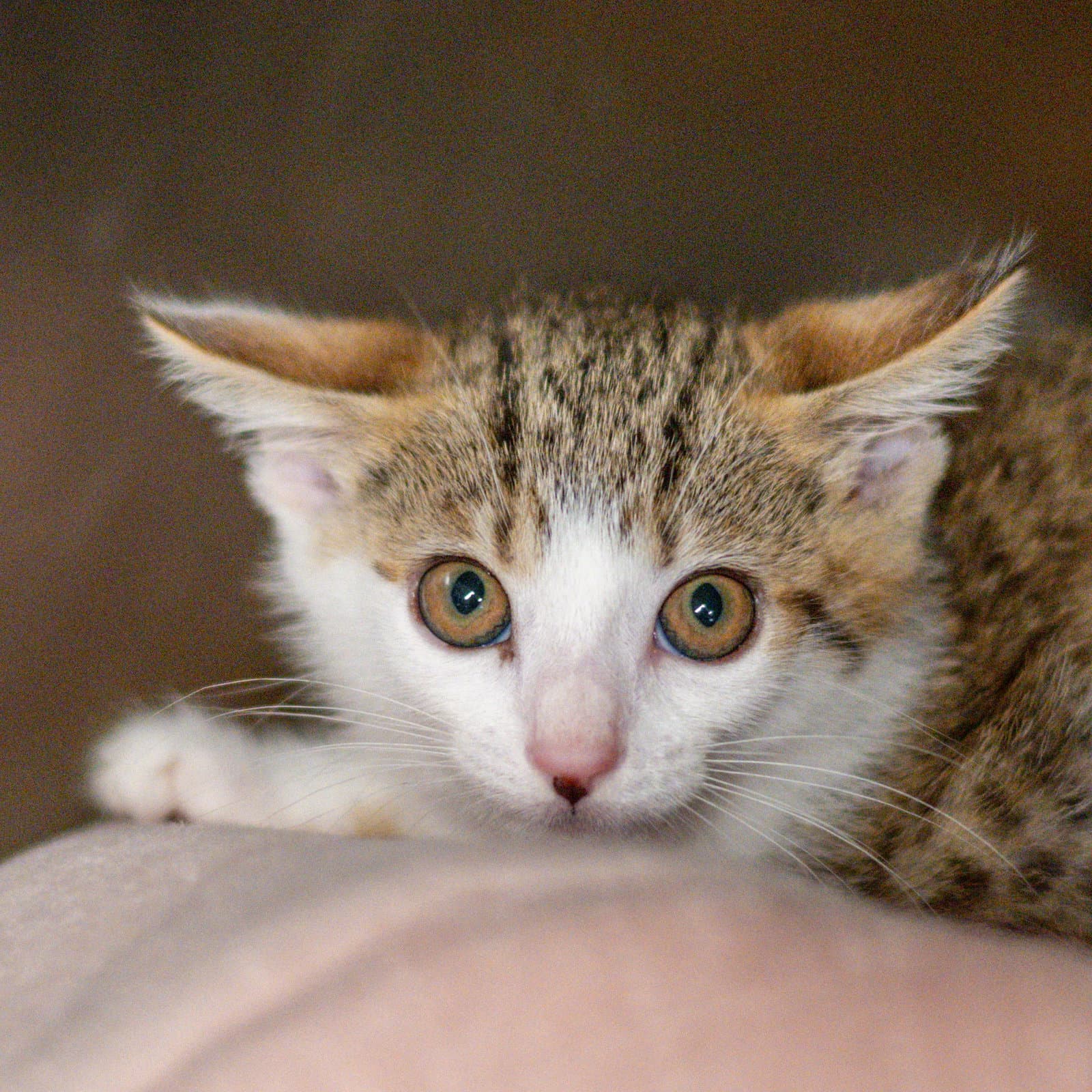 Kataro - Domestic Short Hair
