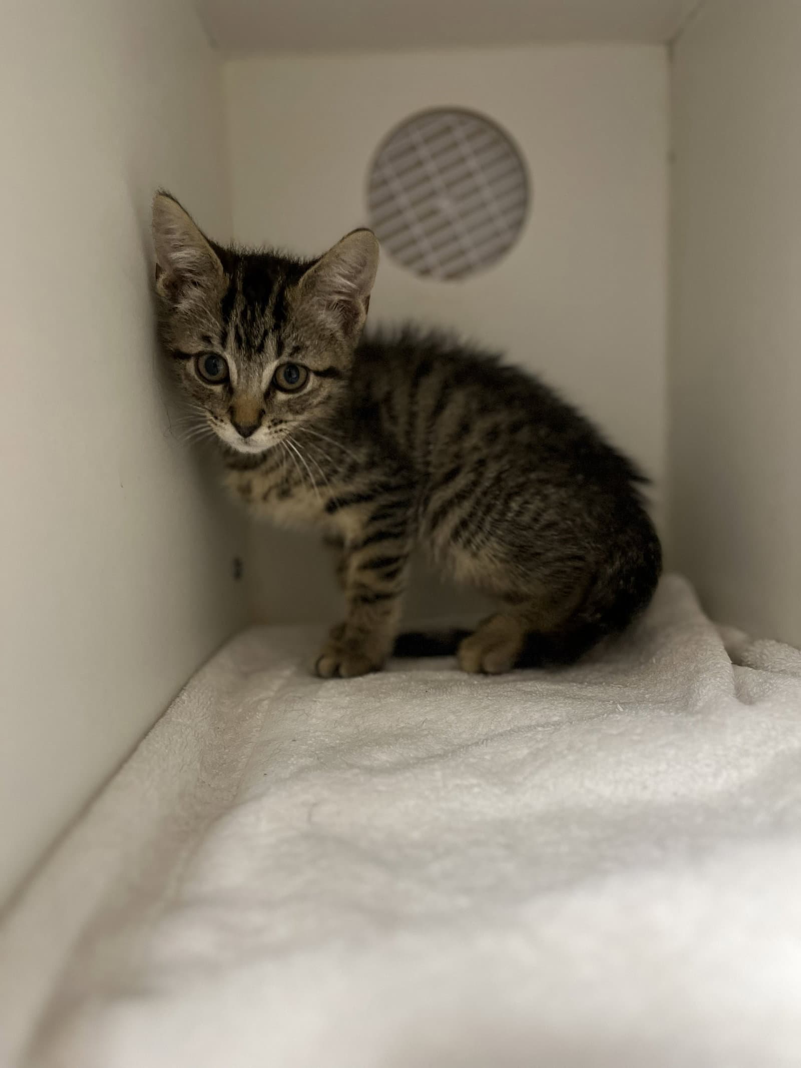 Donnie - Domestic Short Hair