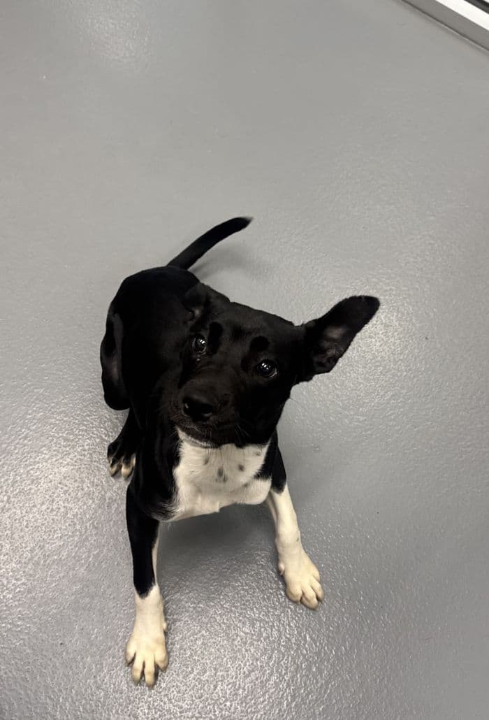 Mariposa - Hound Mix