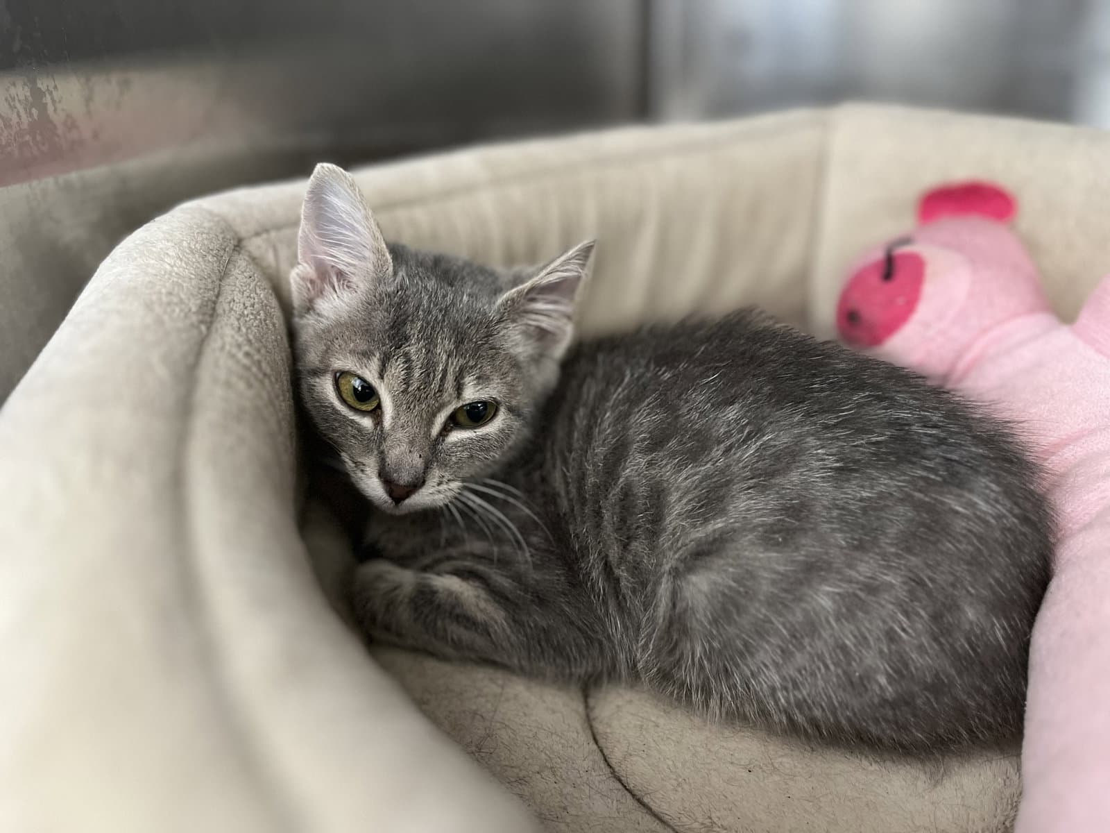 Mocha - Domestic Short Hair