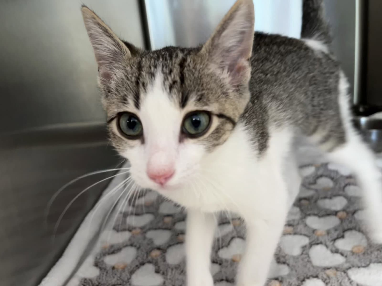 Beans - Domestic Short Hair