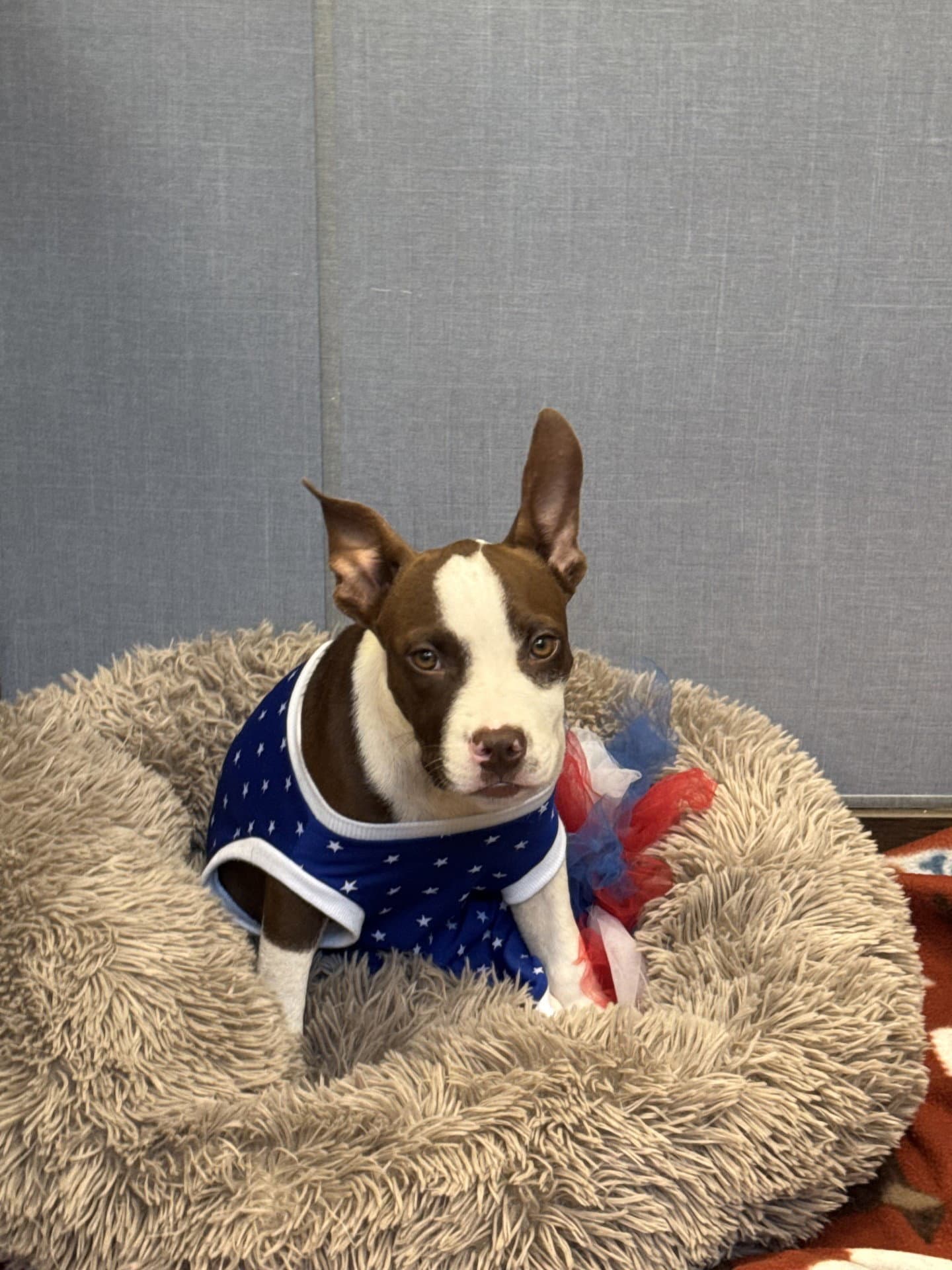 Cookie - Boston Terrier
