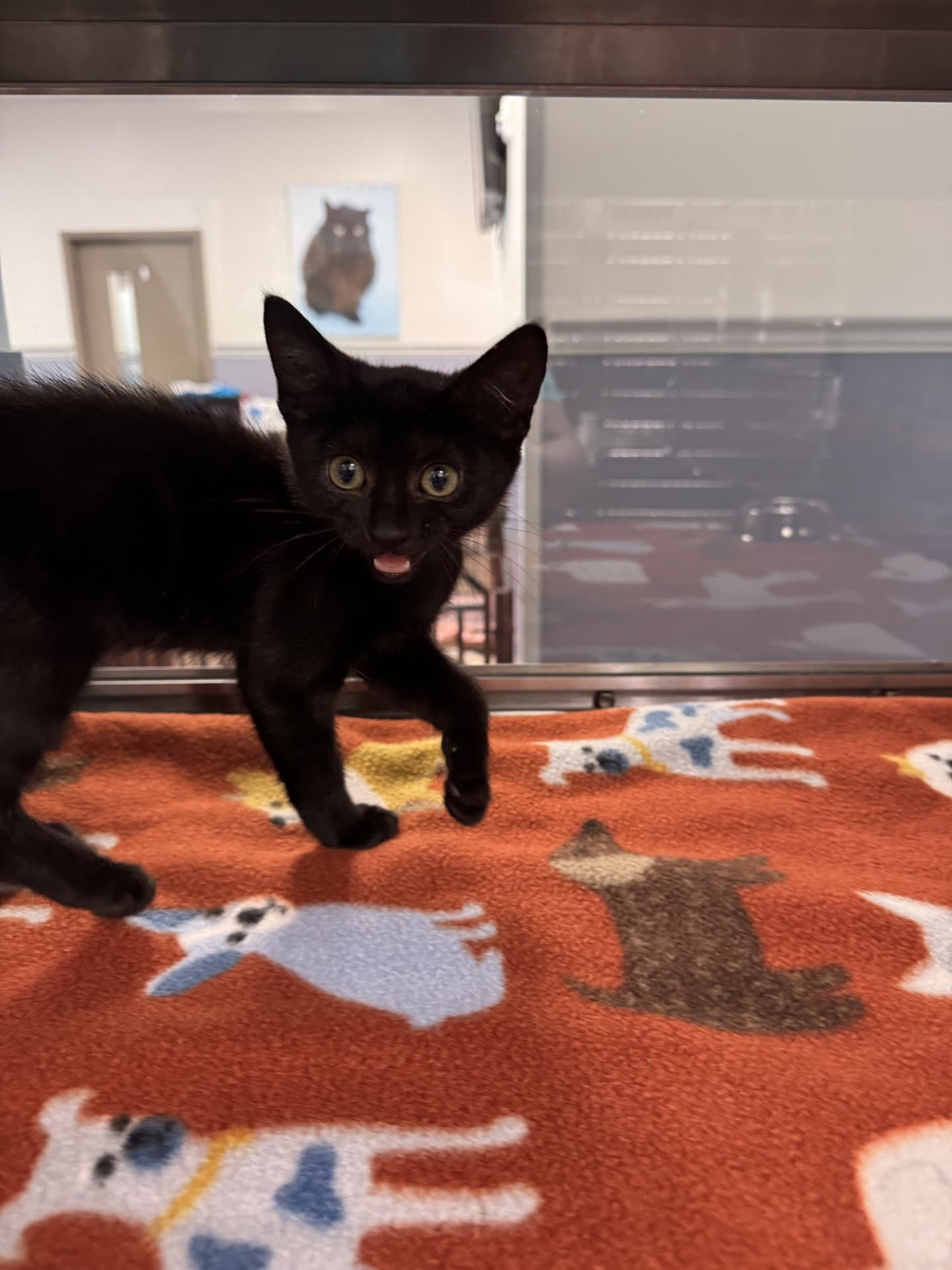 Stormie - Domestic Short Hair