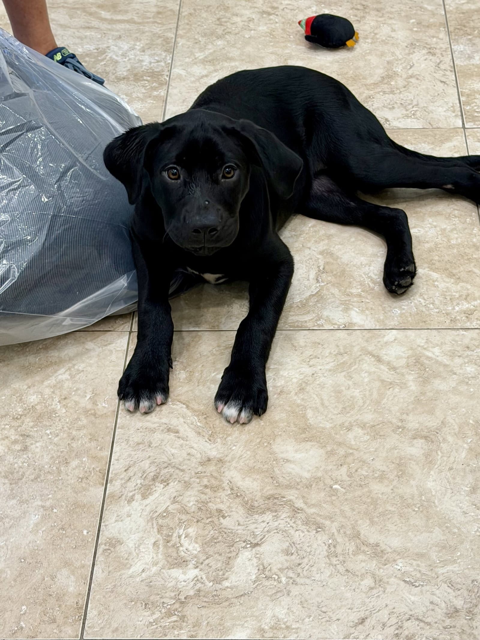 Rigby - Labrador Retriever