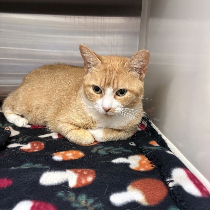 Marmalade - Tabby
