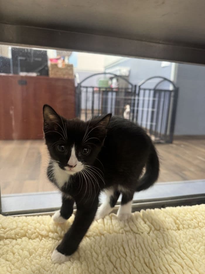 Captain Kidd - Domestic Short Hair