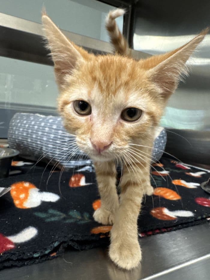 Lincoln - Tabby